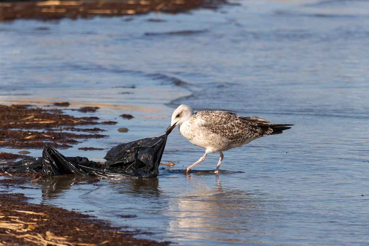 Plastic around ocean_2